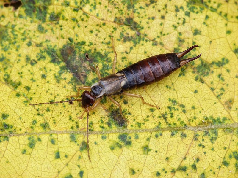 Common Earwig