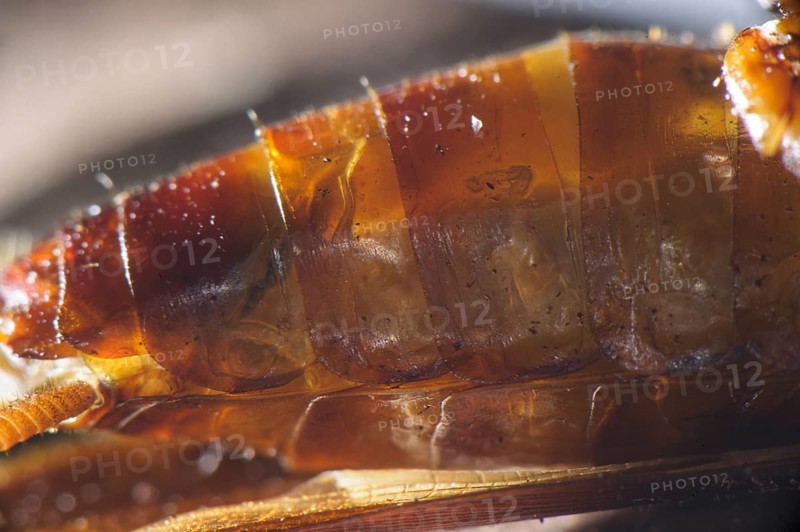 Larva of the emerald cockroach wasp