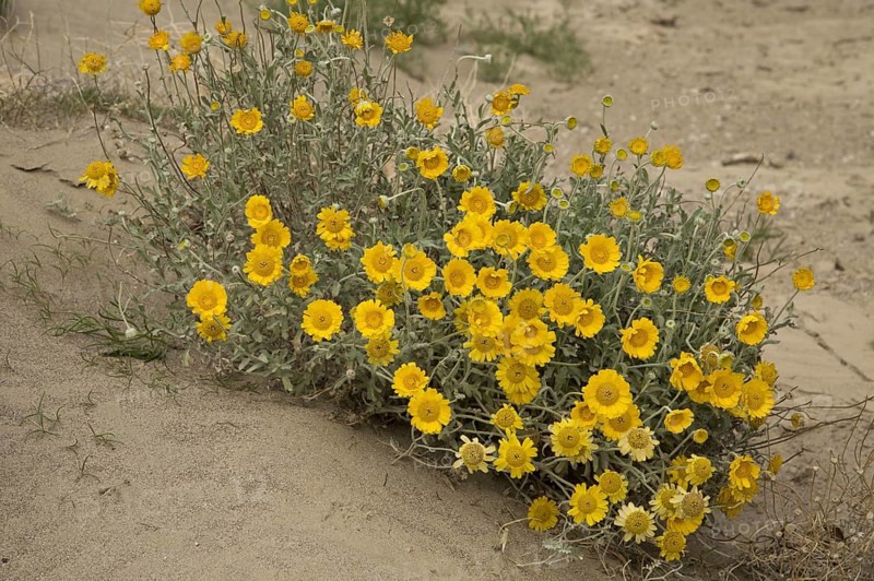 Desert Marigold
