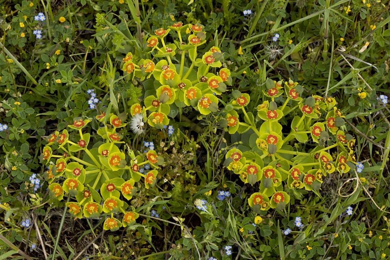 Tithymalus myrsinites