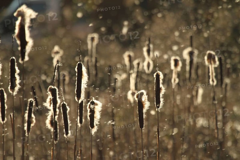 Bulrush