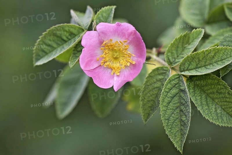 Dog rose