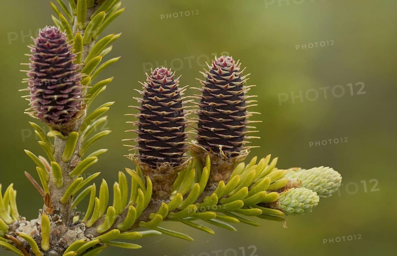 Balsam fir