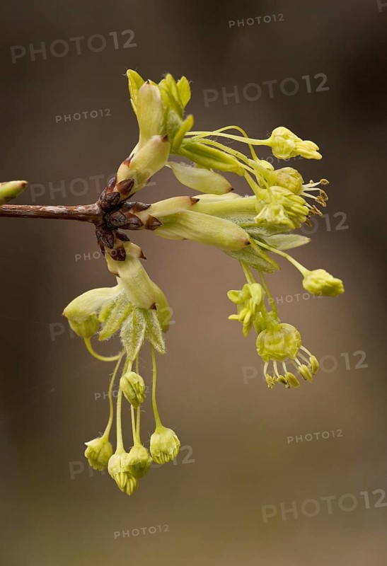 Acer monspelliensis