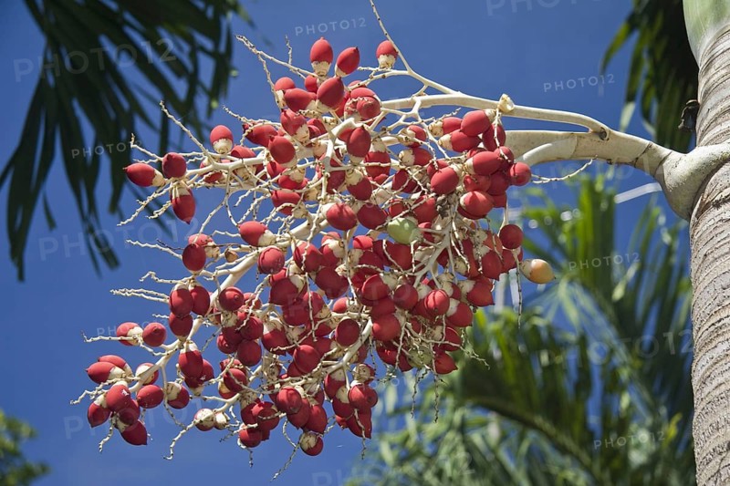 Manila Palm