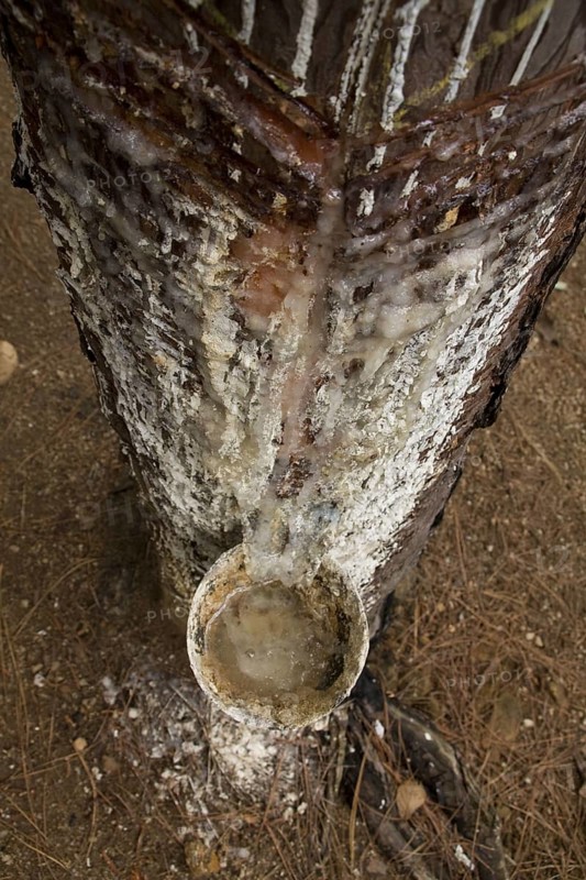 Caribbean pine
