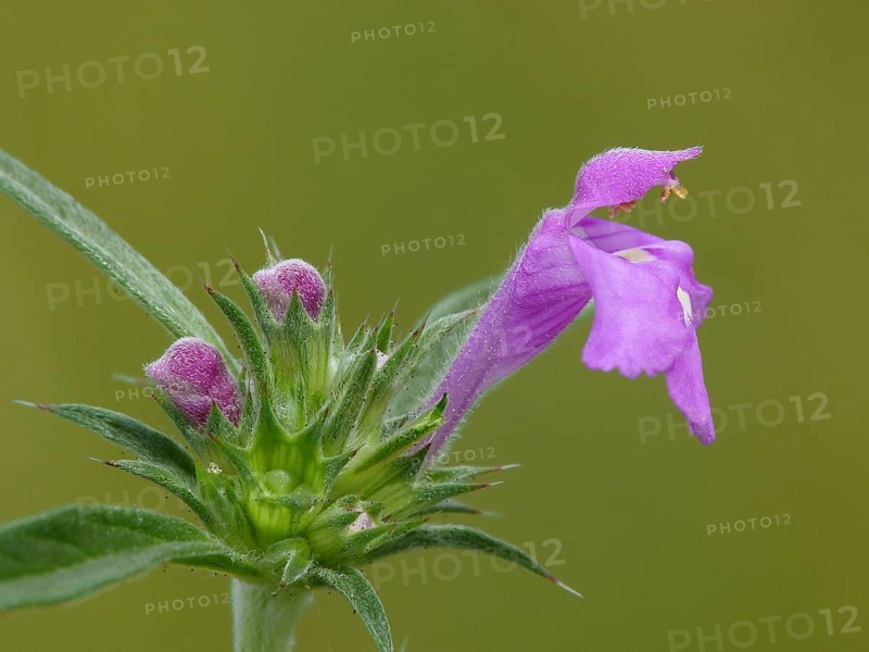 Red galeopsis ladanum var. angustifolia