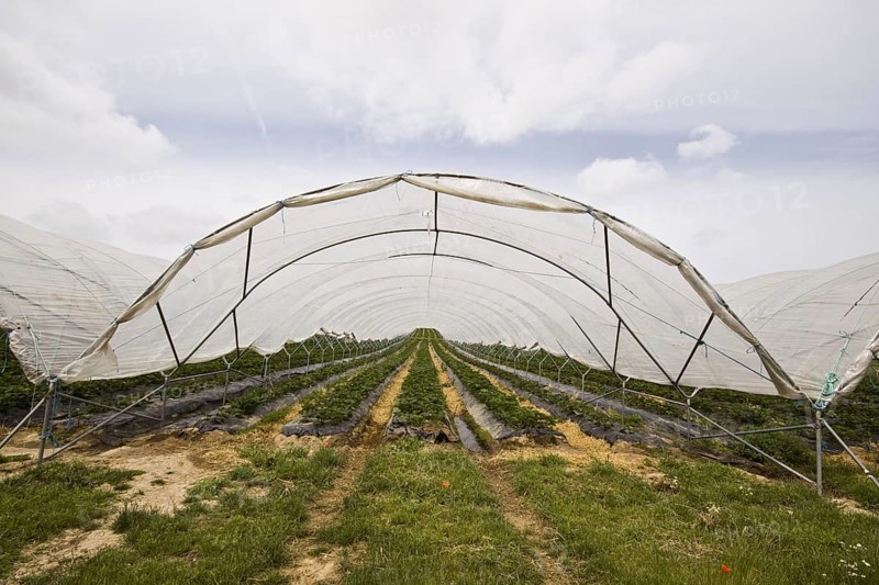 Polly tunnel covers strawberry crop