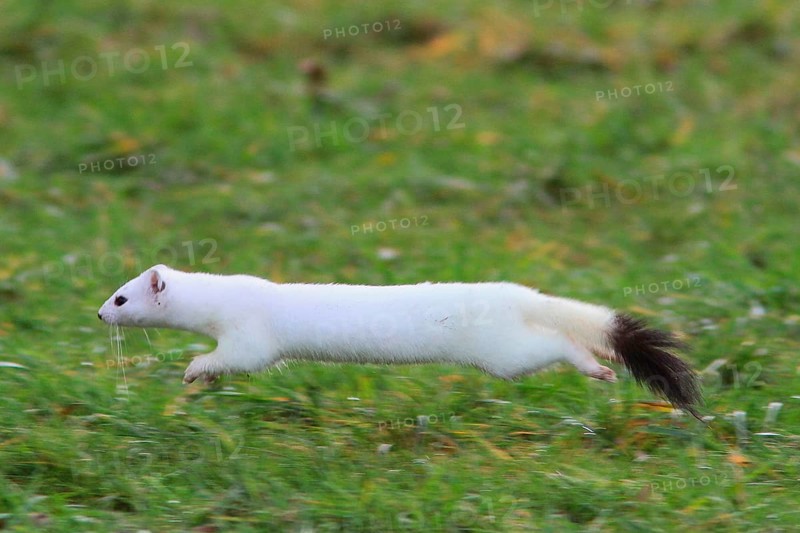 Ermine