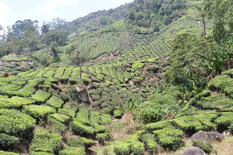 Tea Plantation