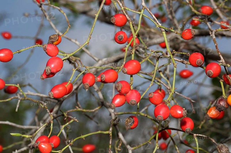 Dog rose