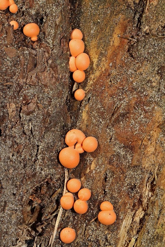 Bloodmilk fungus
