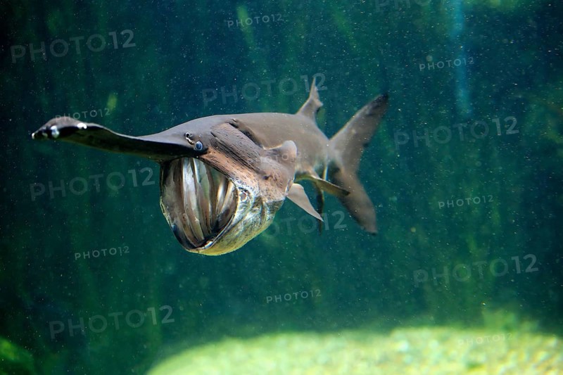 American paddlefish