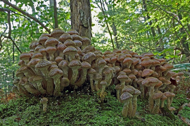 Honey mushroom