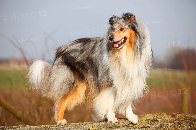 Scottish shepherd dog