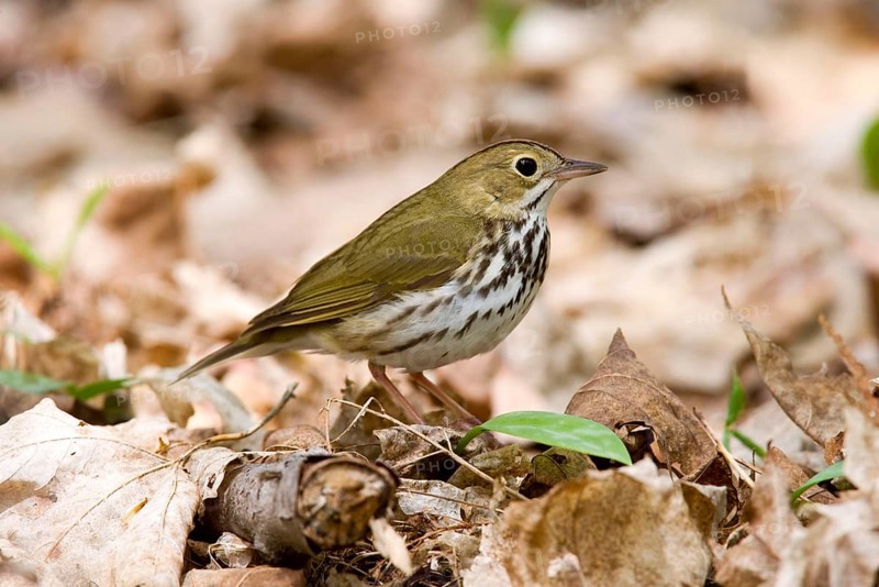 Seiurus aurocapilla