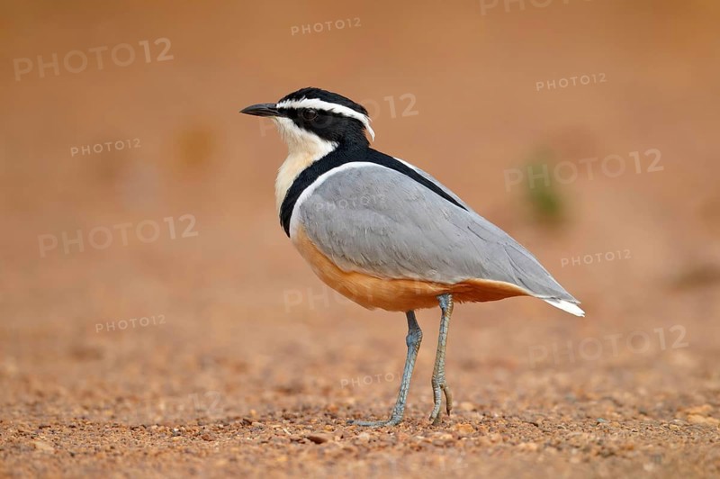 Egyptian egyptian plover