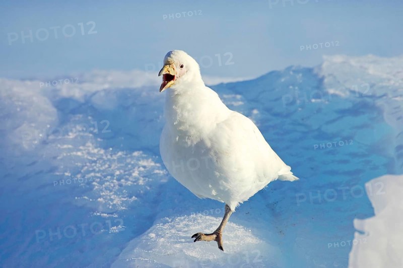 White-faced sheathbill