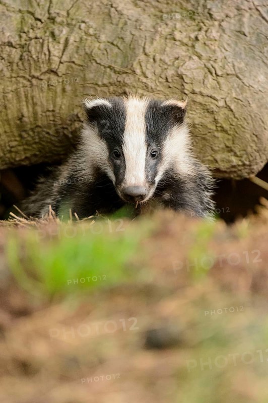 Eurasian Badger