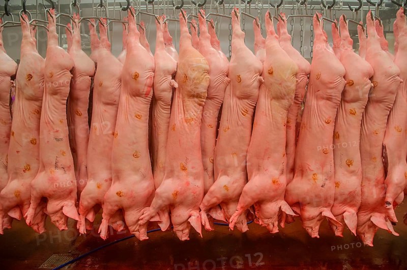 Pig carcases hanging in abattoir