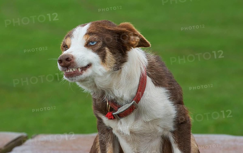 Domestic dog