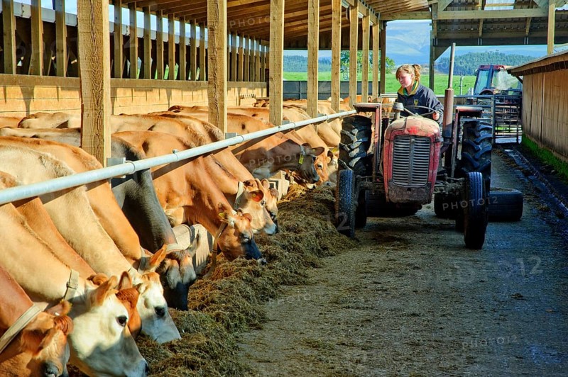 Domestic cattle