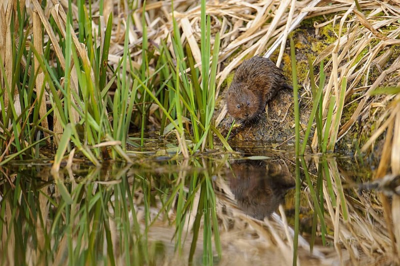 Eastern vole