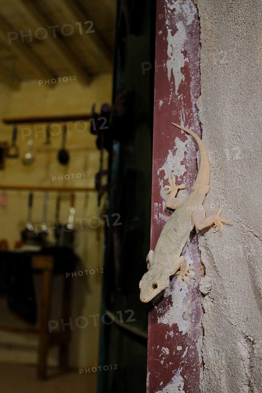 Yellow-green house gecko