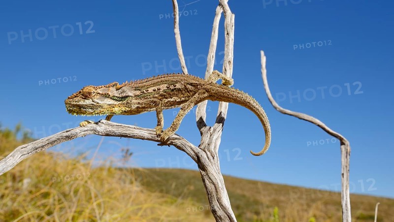 Dwarf Chameleon