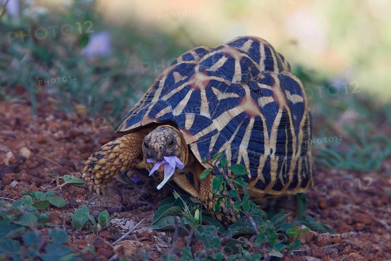 Indian Star Tortoise
