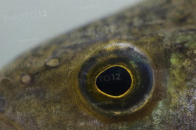 Perch