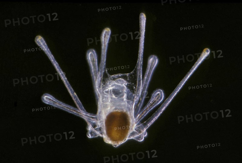 Black brittle star