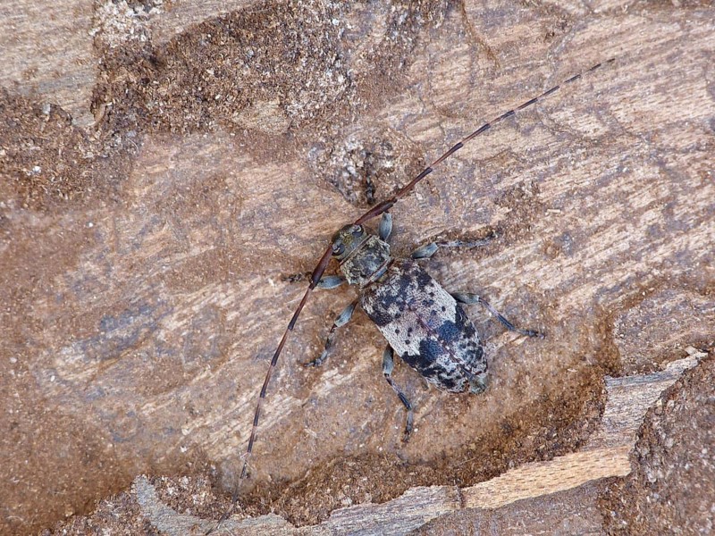Black-clouded Longhorn Beetle