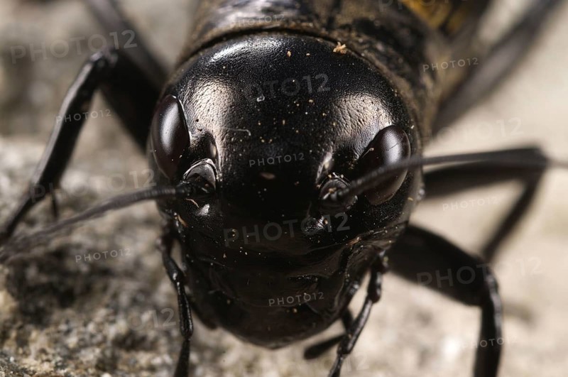 Field Cricket