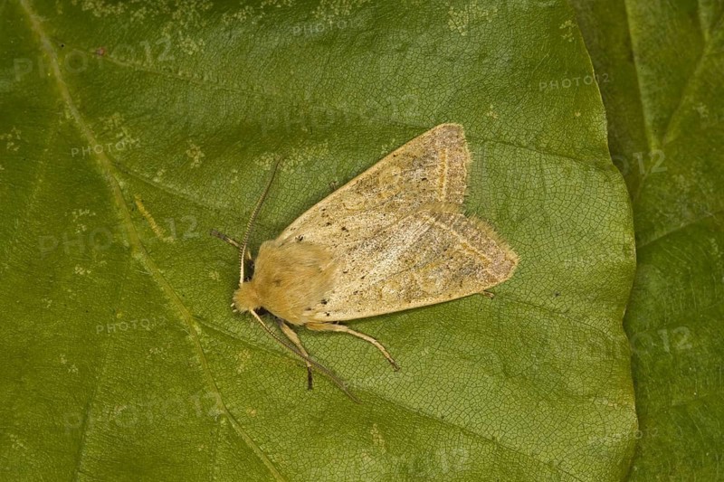 Yellow-line Quaker