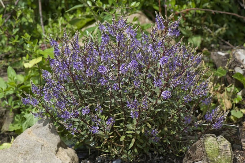 Hebe Caledonia a shrubby Veronica hebe flowers on a rock garden