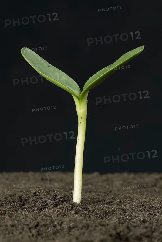 Sunflower seedling with expanding cotyledons