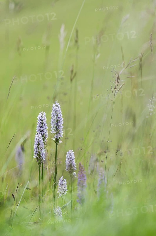 Common Spotted Orchid