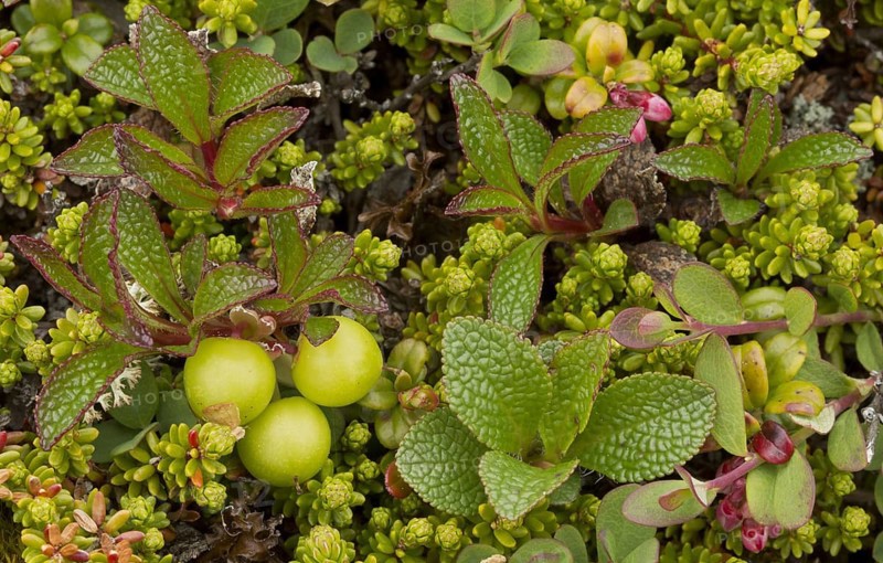 Alpine Bearberry
