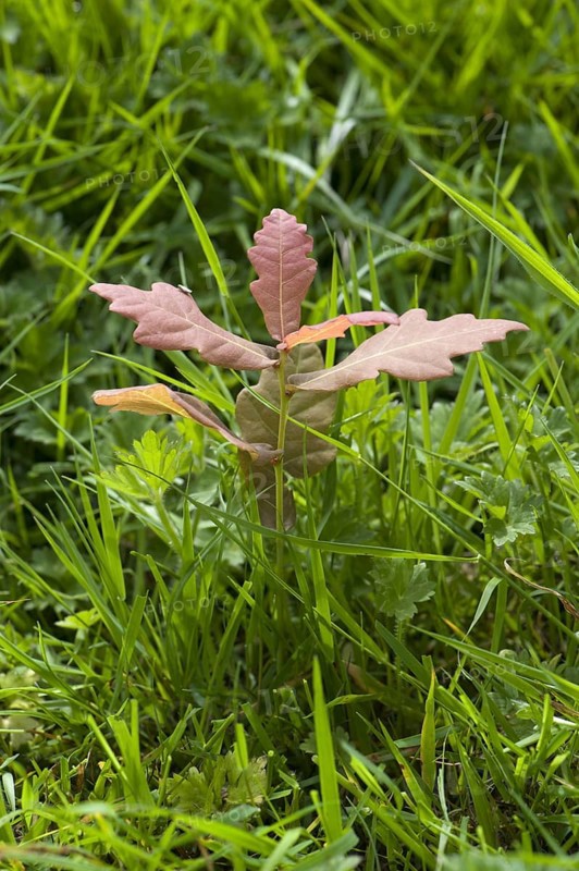 Common Oak