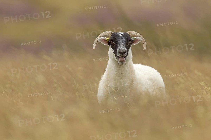 Domestic sheep