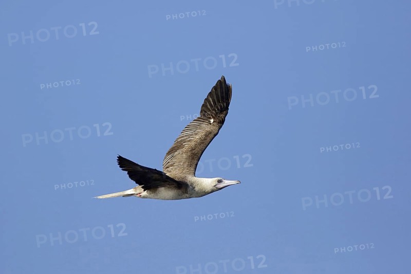 Red-footed booby