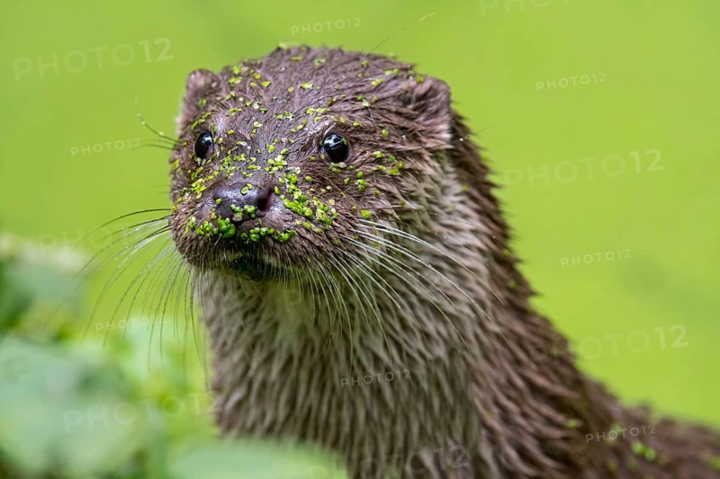 Close-up of the European european otter
