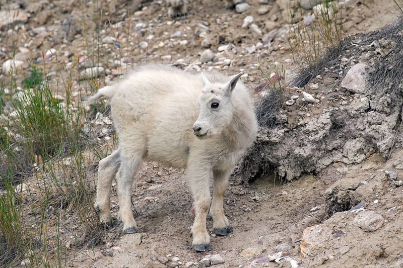 Rocky Mountain mountain goat