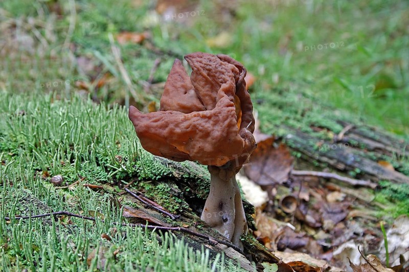 Bishop's cap