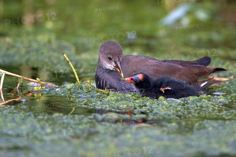 Common Moorhen