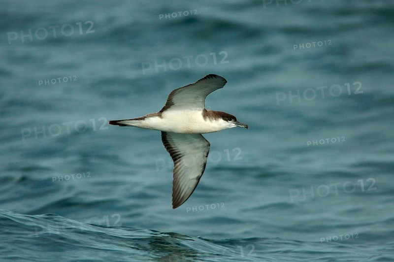 Buller's shearwater