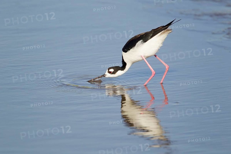 Black-necked Black-winged Stilt
