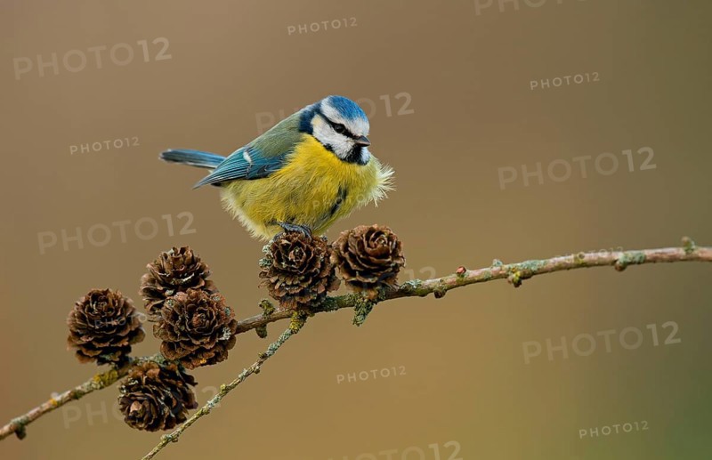 Blue Tit