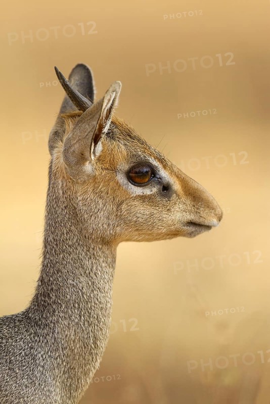Guenther's dik-dik